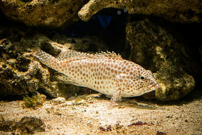 Fish swimming in sea