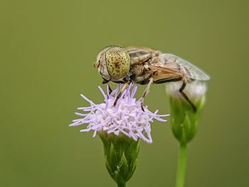 Close-up of butterfly pollinating on purple flower