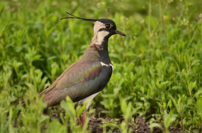 Close-up of a bird perching on a field