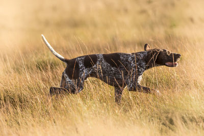 Side view of dog running on field