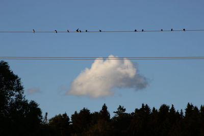 Low angle view of birds on tree