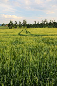 Scenic view of wheat field against sky