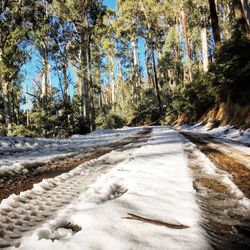 Road amidst trees during winter