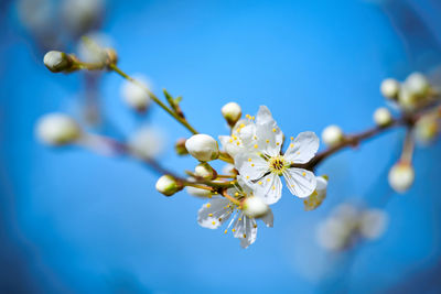 Close-up of cherry blossoms in spring