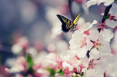 Close-up of butterfly on pink flower