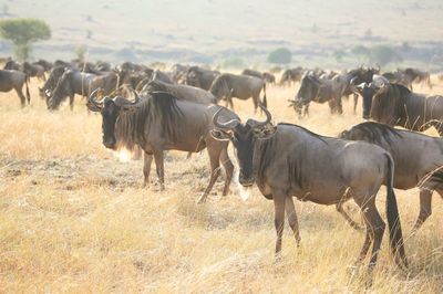 Herd of wildebeest on grassy field at serengeti national park