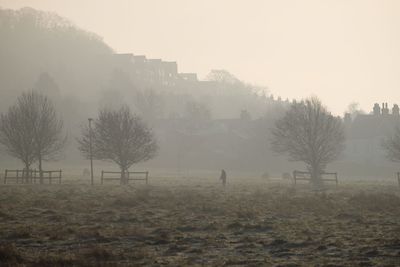 Trees on field by buildings against sky