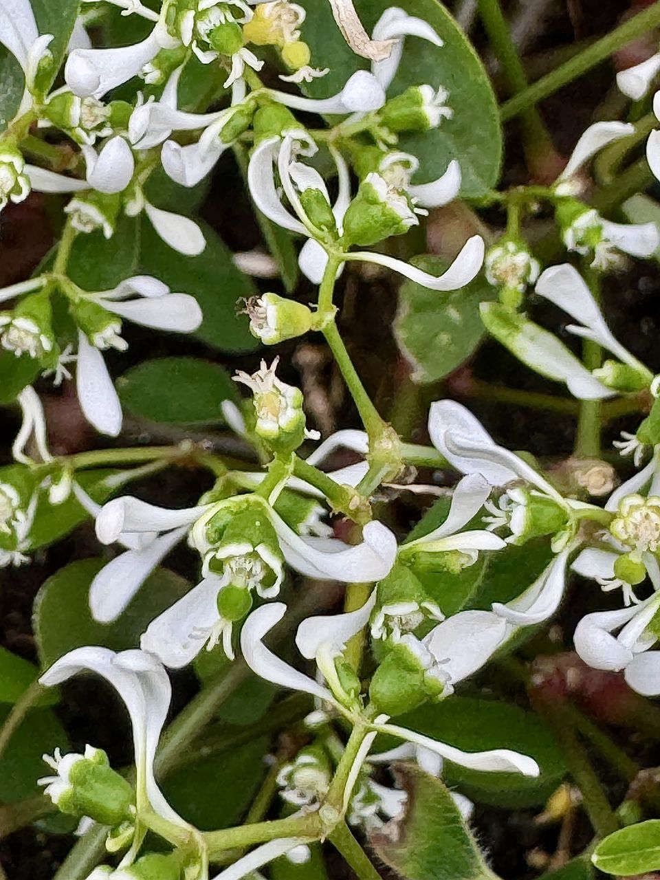 plant, growth, leaf, plant part, green, nature, flower, no people, beauty in nature, shrub, food, freshness, food and drink, close-up, day, vegetable, full frame, wildflower, high angle view, outdoors, healthy eating, herb, produce, blossom, garden