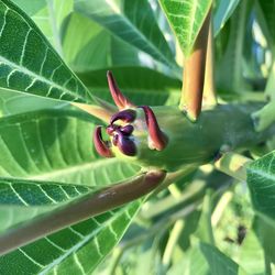 Close-up of insect on leaf