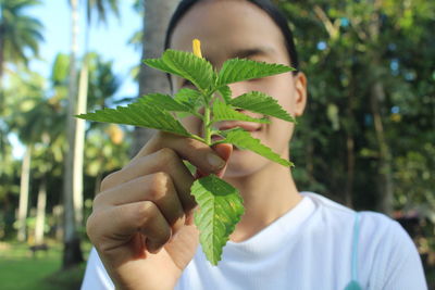 Cropped hand holding plant