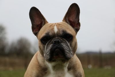 Close-up of a dog looking away