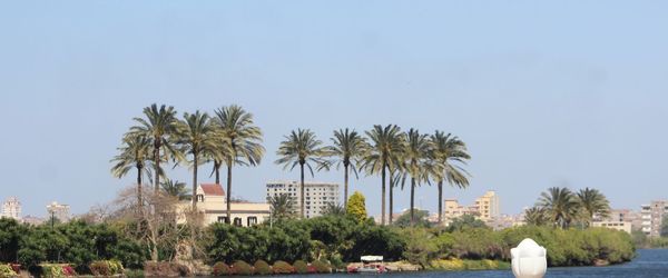 Palm trees against clear sky