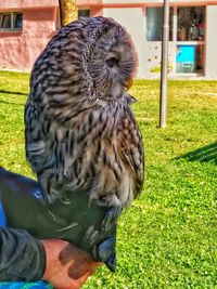 Close-up of owl