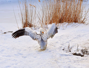 Pelican with spread wings on snow field