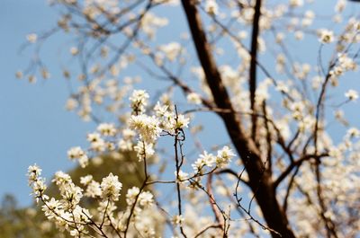 Low angle view of cherry blossoms against sky