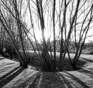 Bare trees on landscape against sky