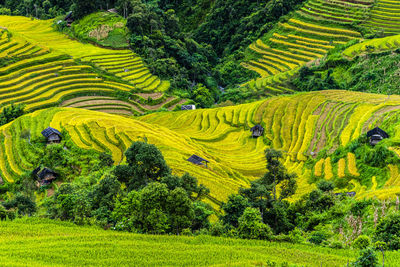 High angle view of agricultural field