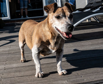 Portrait of dog standing on footpath