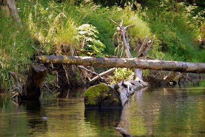 Bird perching on tree by water