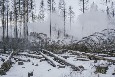 Trees in forest during winter