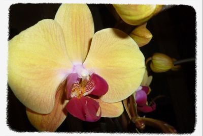Close-up of yellow flower