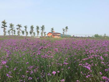 Pink flowers blooming on field
