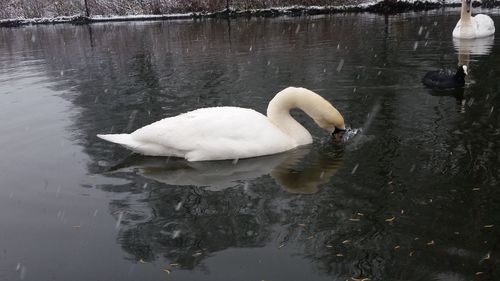 Swan swimming in lake