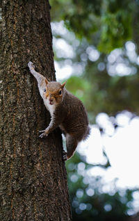 Low angle view of squirrel on tree trunk