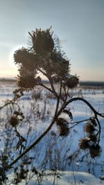 Close-up of snow on tree by sea against sky