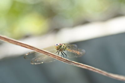 Wild dragonfly perched on the cable. close-up and macro shot