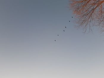 Low angle view of birds flying in sky