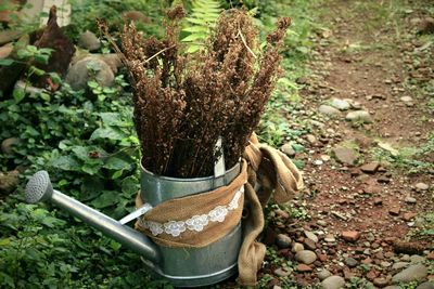 Close-up of potted plant by tree trunk