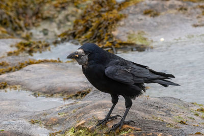 Bird perching on rock