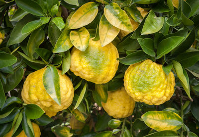 Close-up of fruits growing on tree