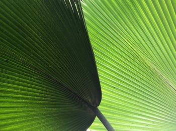 Full frame shot of palm tree leaves