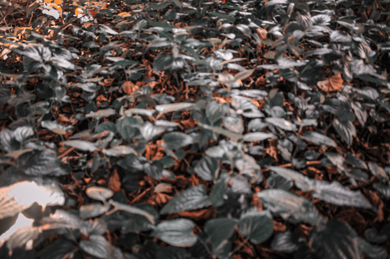 HIGH ANGLE VIEW OF AUTUMNAL LEAVES ON FIELD