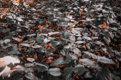 Full frame shot of dry leaves on field