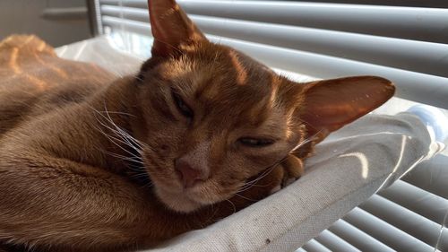 Close-up of cat sleeping