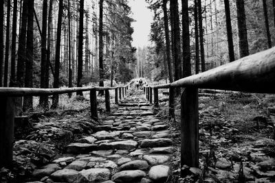 Surface level of narrow pathway along trees in forest