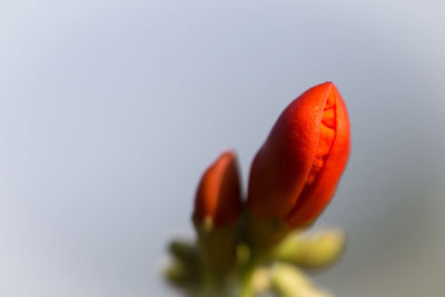 Close-up of red flower