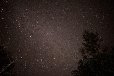 Low angle view of trees against sky at night