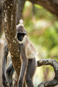 Grey langur monkey sleeping on a tree branch