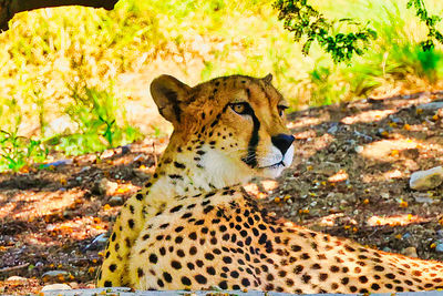 animal