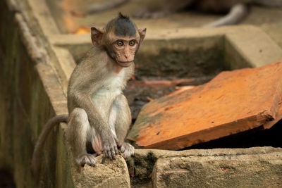 Baby long-tailed macaque sit on wall corner