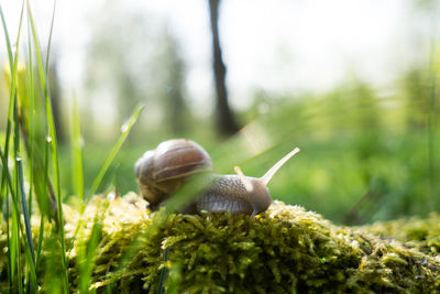 Close-up of snail on plant