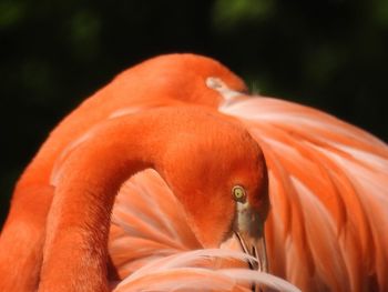 Close-up of orange bird