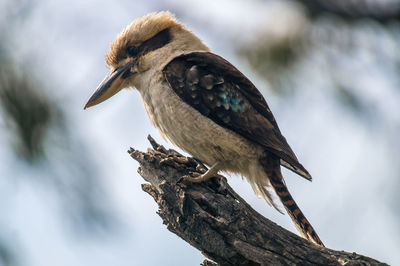 Close-up side view of a bird