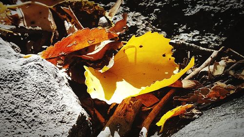 High angle view of autumn leaves on rock