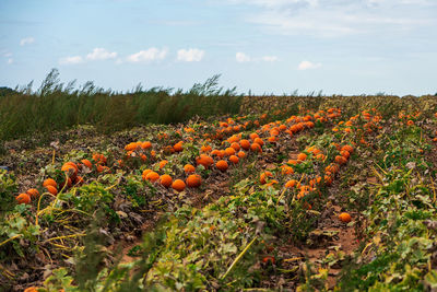 Plants growing on field against sky