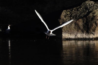 Seagull flying over lake